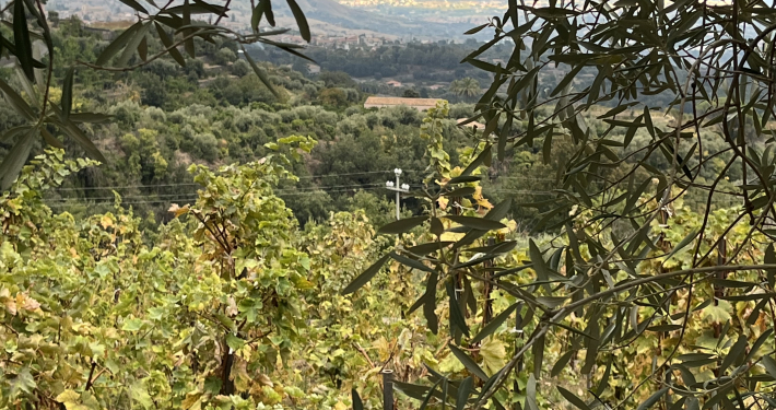 IMG_4387 Weingut Sizilien